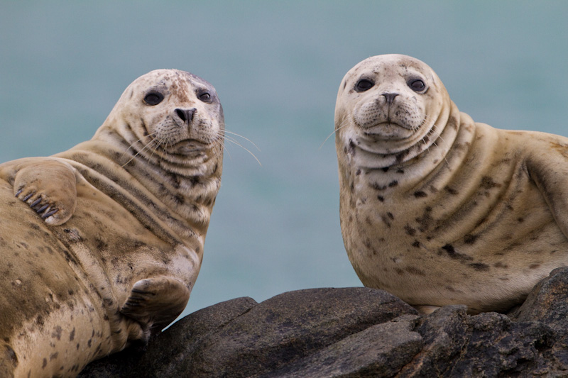 Harbor Seals